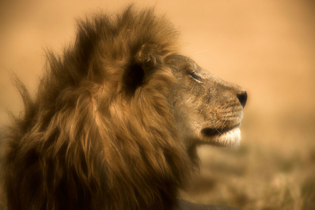 Lion Filming in Uganda