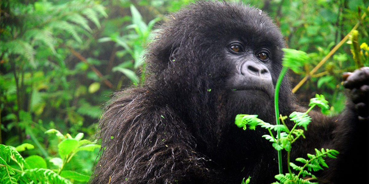 Mubare gorilla family in Buhoma Sector