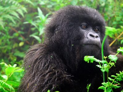 Mubare gorilla family in Buhoma Sector