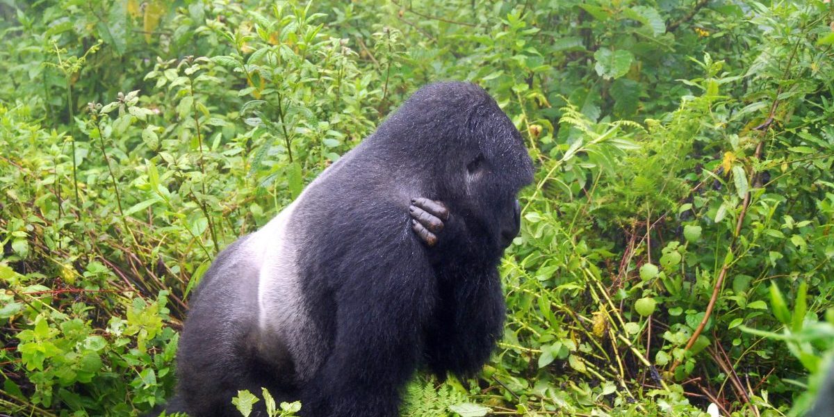 Post-lockdown Gorilla Safaris with Realm Africa Safaris