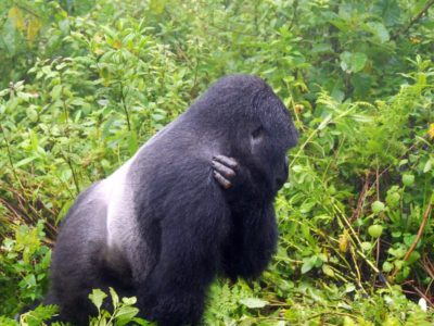 Post-lockdown Gorilla Safaris with Realm Africa Safaris