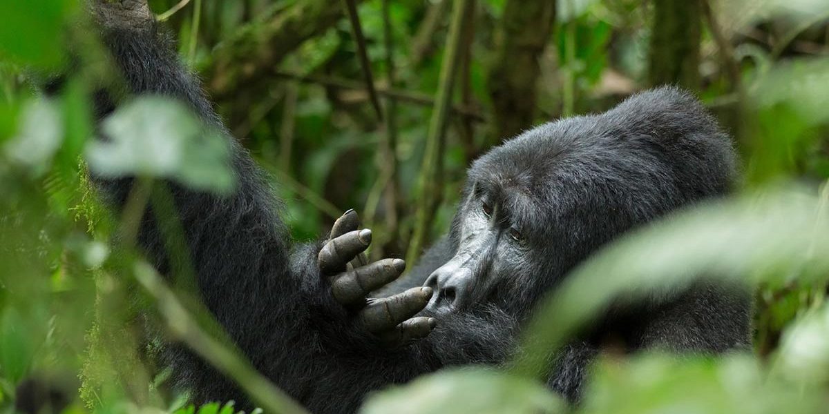 Rwanda gorilla permit prices