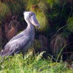 Shoebill tracking in Murchison Falls National Park - Realm Africa Safaris