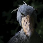 The Shoebill Stork