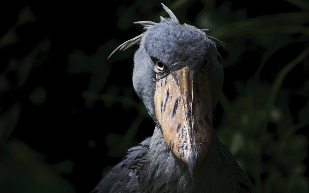 shoebill stork video