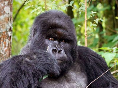 Why book Gorilla permits in Advance
