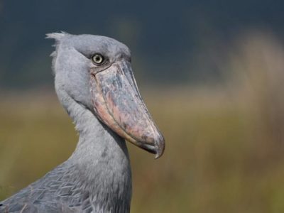 shoebill tracking In Uganda- mabamba Swamp