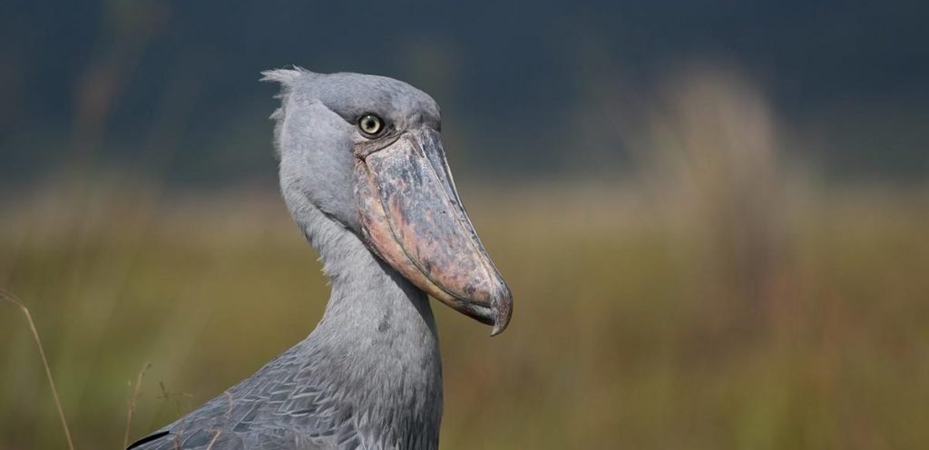 are shoebill storks endangered