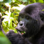 3 Days Budget Gorilla Safari -Realm Africa Safaris