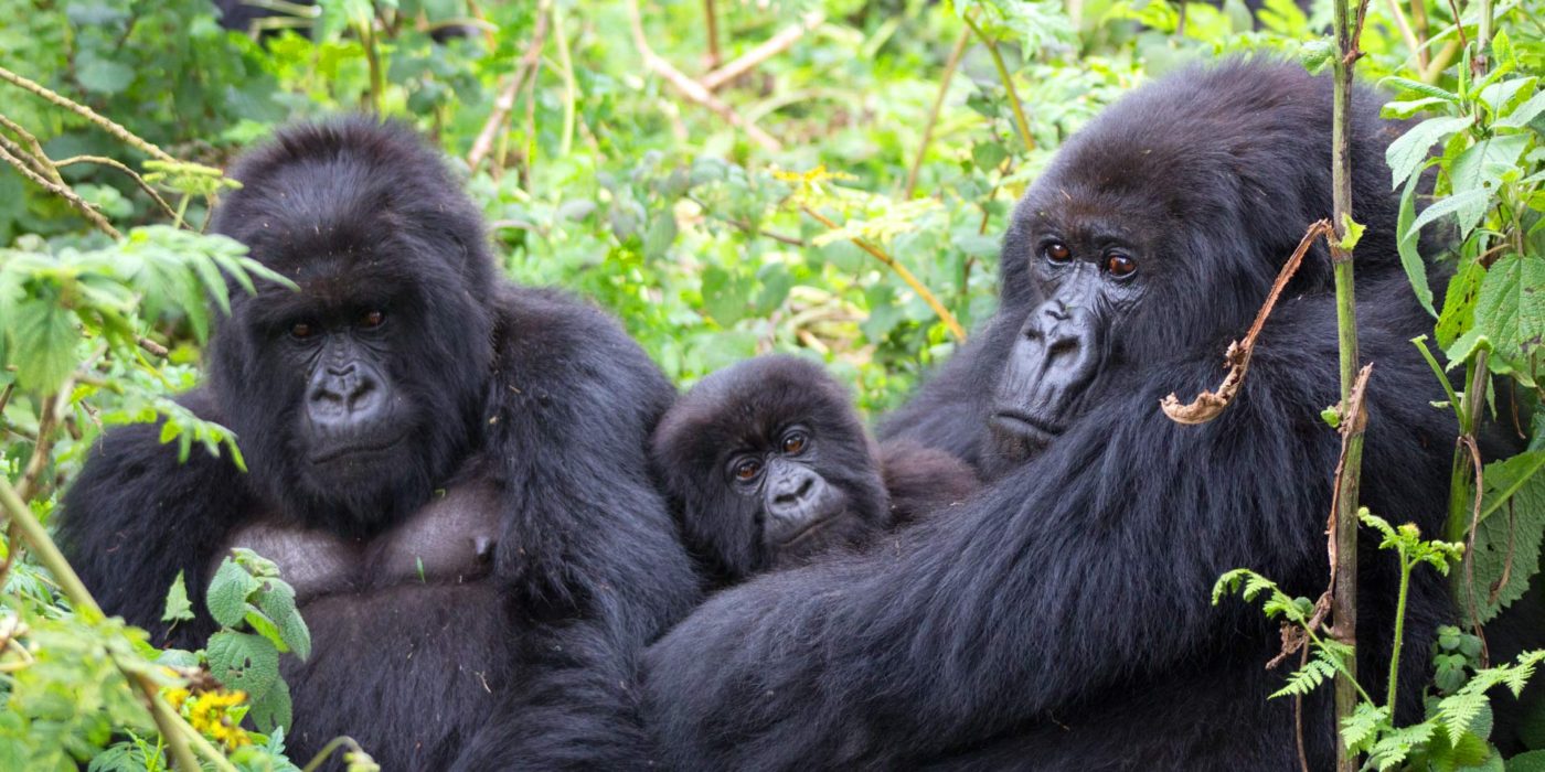Travel After COVID-19 Budget Gorilla trekking - Uganda & Rwanda - with Realm Africa Safaris