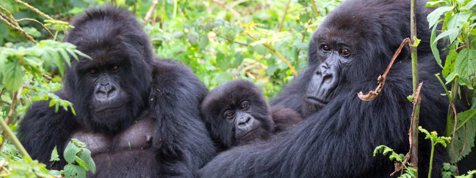 Travel After COVID-19 Budget Gorilla trekking - Uganda & Rwanda - with Realm Africa Safaris