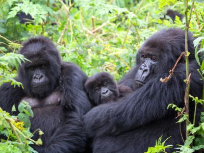 Travel After COVID-19 Budget Gorilla trekking - Uganda & Rwanda - with Realm Africa Safaris