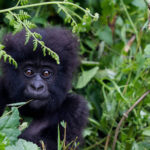 Gorilla and chimpanzee tracking rules