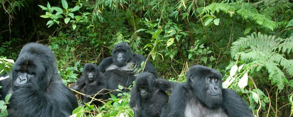 Kilimanjaro and gorillas - Realm Africa Safaris