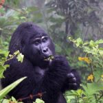Kilimanjaro, gorillas and golden Monkeys