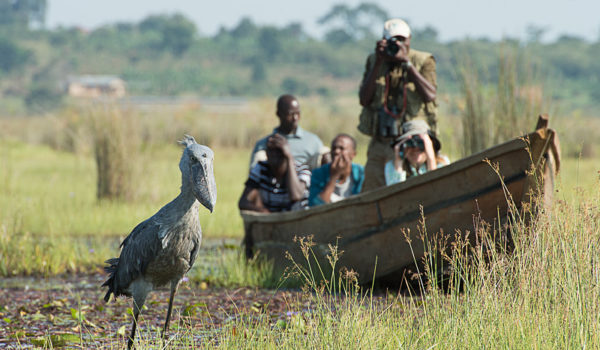 Shoebill tracking In Mabamba Swamp with Realm Africa Safaris