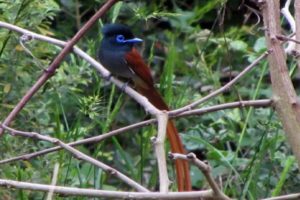 forest-fly-catcher - Maramagambo forest - Realm Africa Safaris