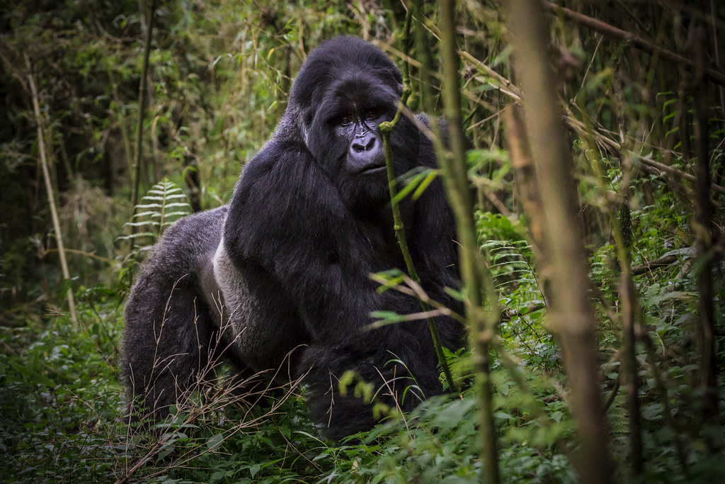 Luxury Gorilla Safari from Kigali
