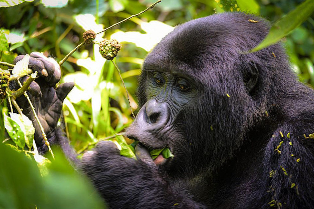 3 Days Gorilla Safaris from Entebbe, Uganda