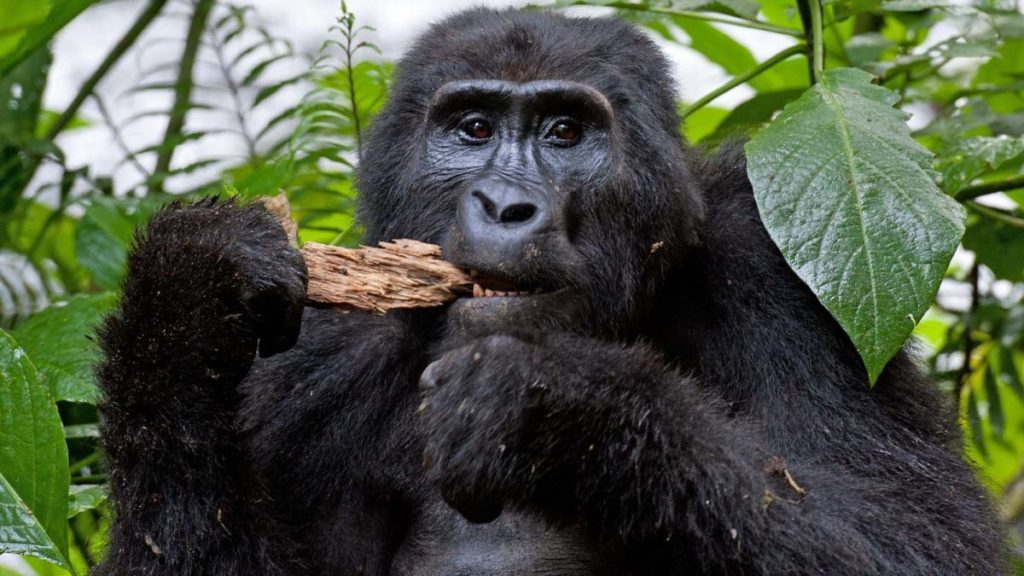 Special Needs Rwanda Gorilla Safari