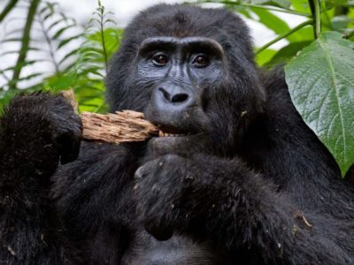 Special Needs Rwanda Gorilla Safari