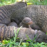 mongoose filming in Uganda
