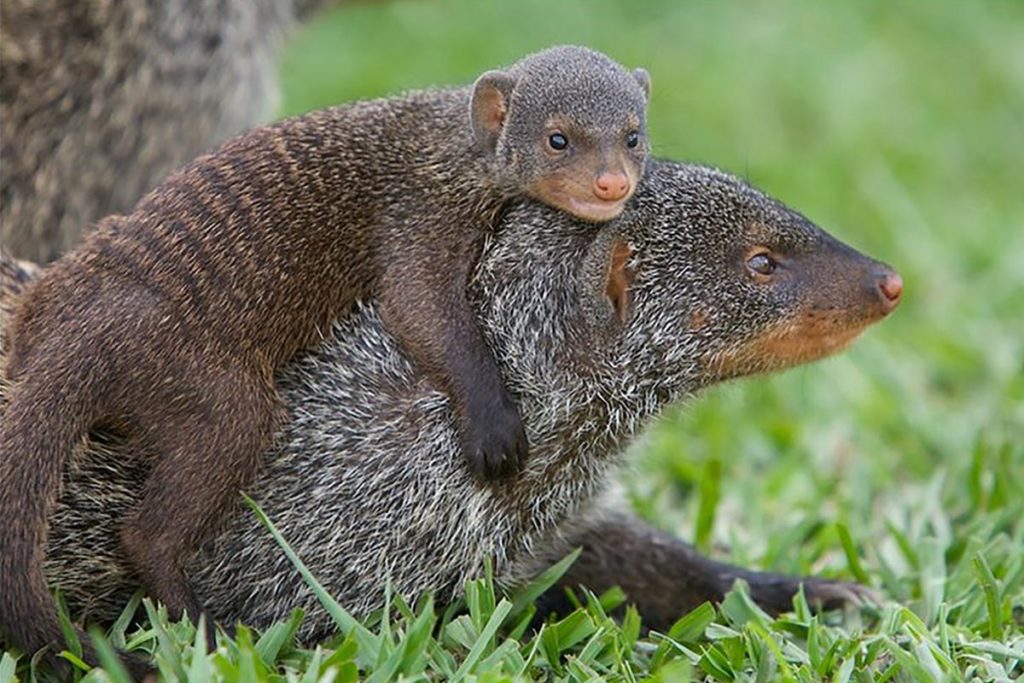 Banded mongoose filming in Queen Elizabeth National Park _ Realm Africa Safaris
