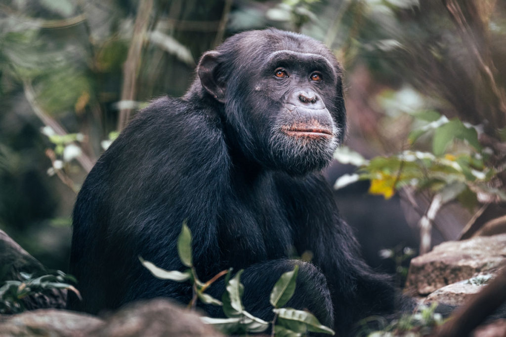 3 Days Kalangala Island Weekend Special -Chimpanzee Filming In Uganda - Realm Africa Safaris - Uganda