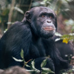 3 Days Kalangala Island Weekend Special -Chimpanzee Filming In Uganda - Realm Africa Safaris - Uganda