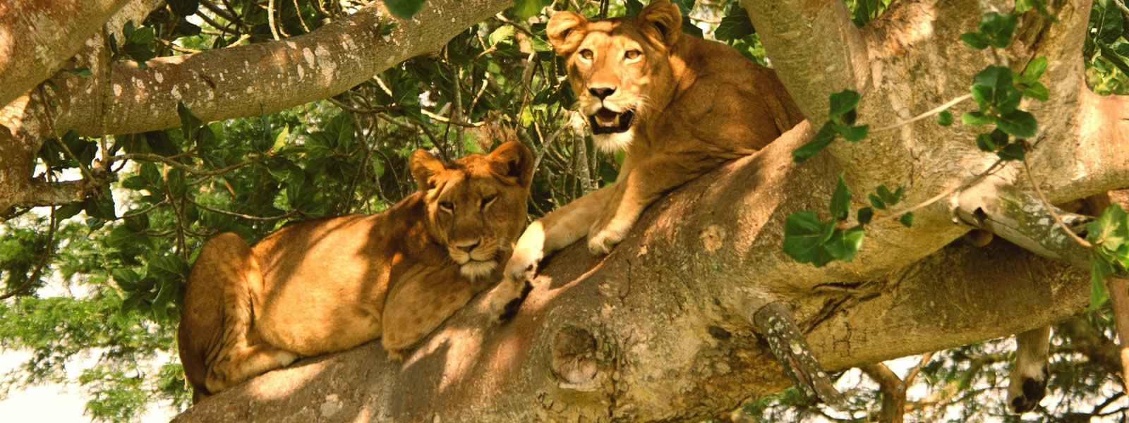 Filming in Queen Elizabeth National Park - Realm Africa safaris