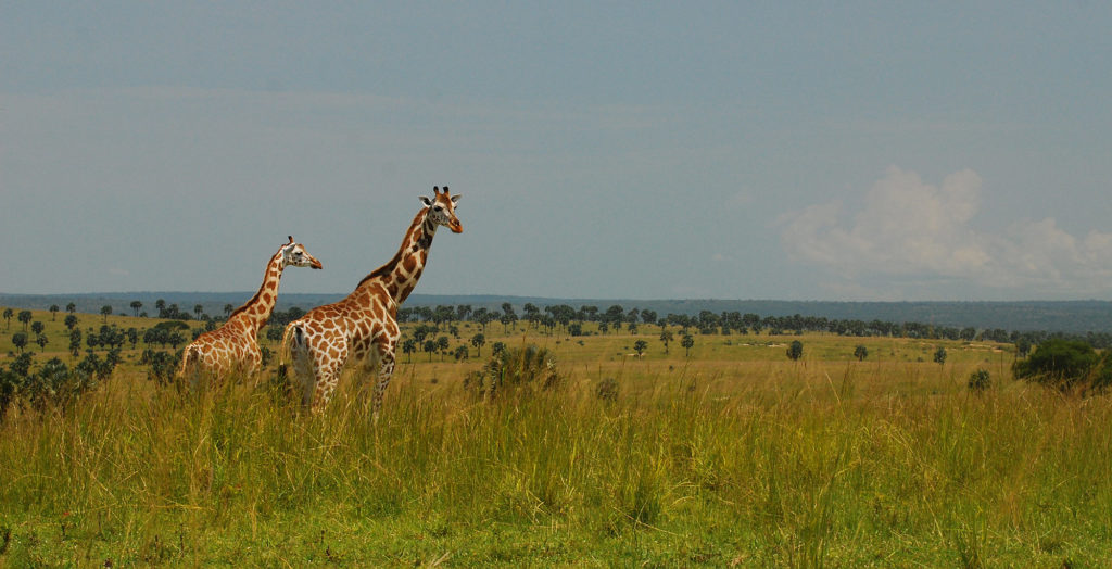 Giraffe - Murchison Falls Nation Park - Realm Africa Safaris