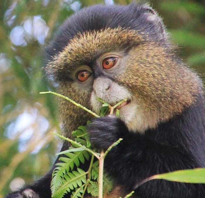 Golden Monkey trekking in Uganda