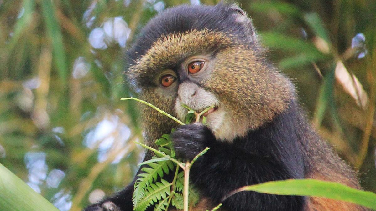 Best Place to trek Gorillas in Uganda