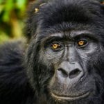 Uganda Gorilla Safari from Kigali