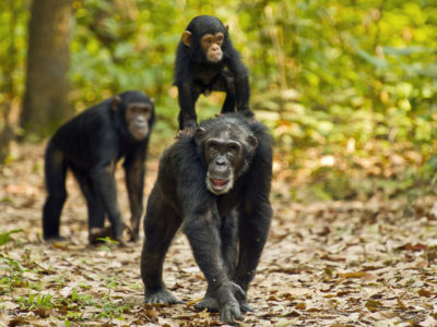 chimpanzee trekking - Ngamba Island - 3 Days Kalangala Island Weekend Special