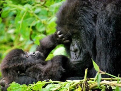 2 days Budget Gorilla safari from Kigali, rwanda