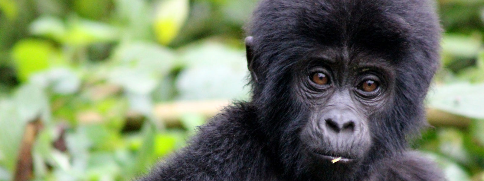 2 days gorilla Safari from kigali