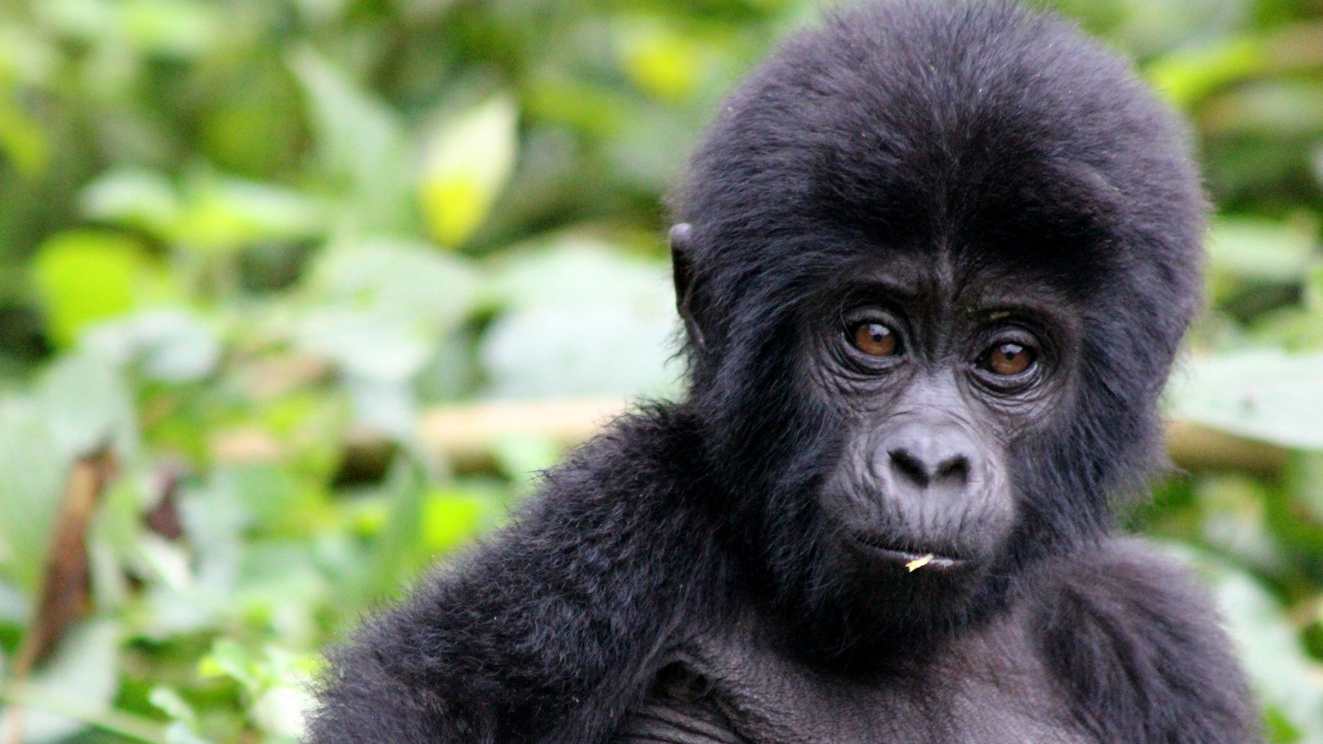 kigali gorilla safari