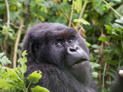 low season gorilla Safari