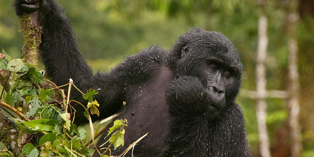 Best place to see Gorillas In Bwindi