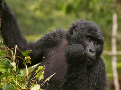 Best place to see Gorillas In Bwindi