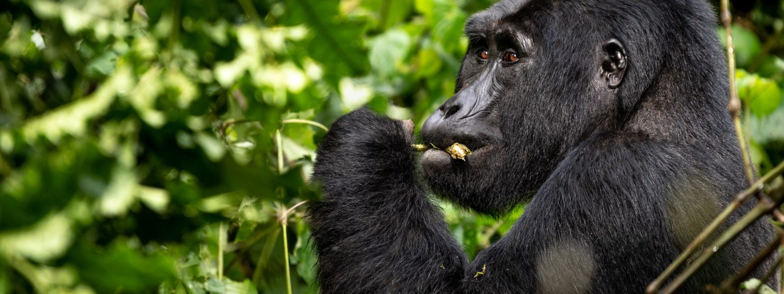 Booking gorilla habituation permits in Uganda