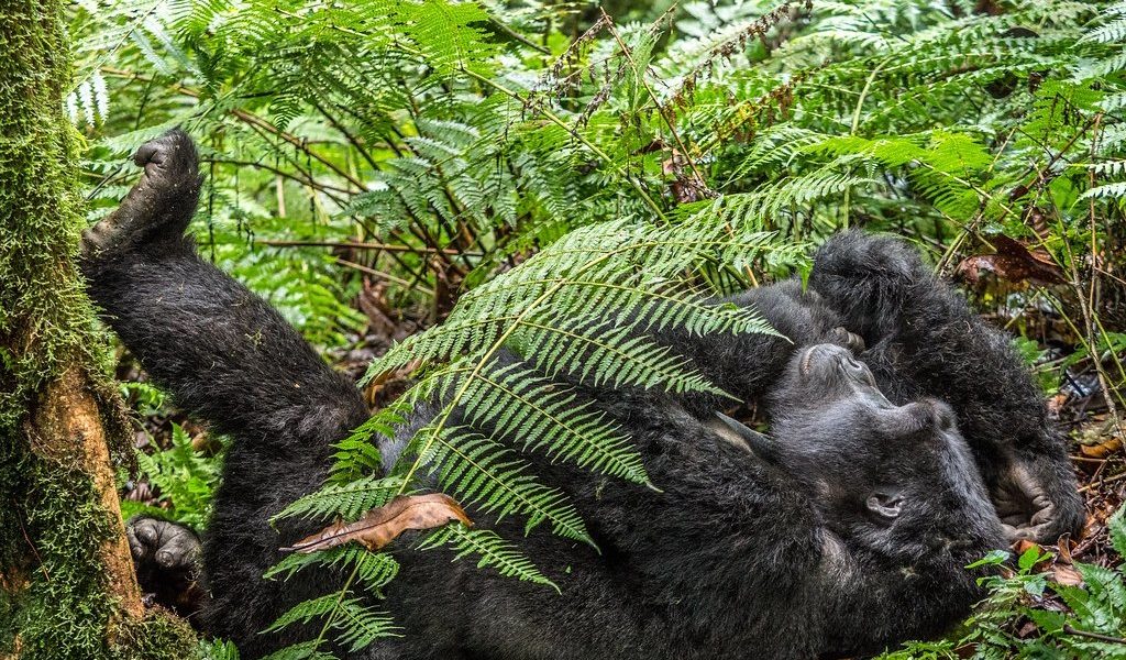 Gorilla filming In Buhoma Region