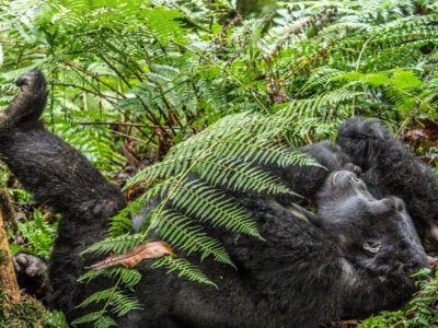 Gorilla filming In Buhoma Region