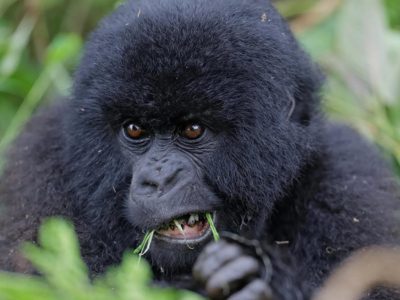 Gorilla trekking Regions in Bwindi Forest