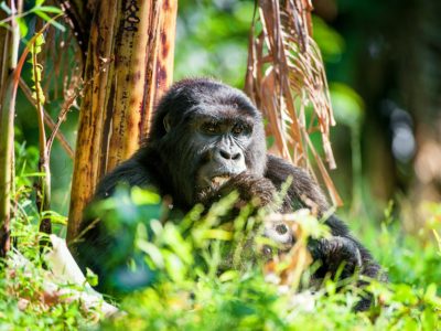 Gorilla trekking fees