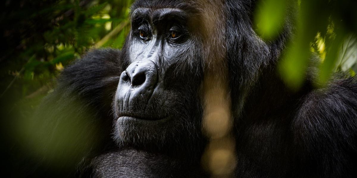 Is gorilla trekking worth the Money
