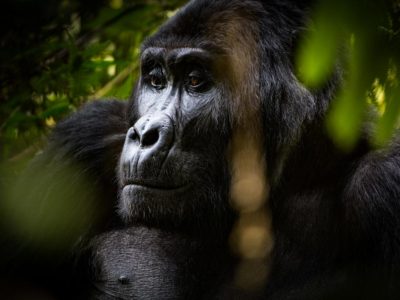 Is gorilla trekking worth the Money