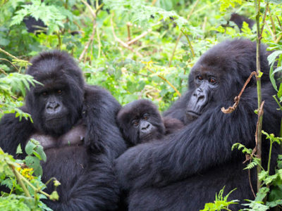 Katwe gorilla Family in Buhoma region