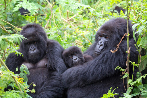 Katwe gorilla Family in Buhoma region